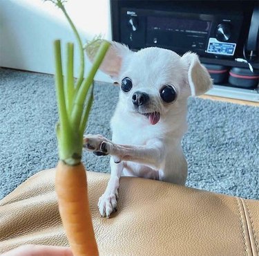 Small white dog reaches for carrot.