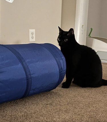 Black cat staring in a blue cat tunnel.