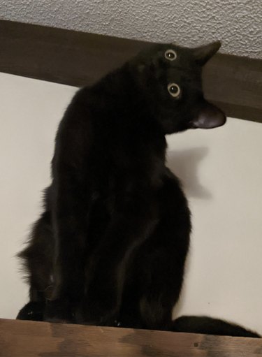 Wide-eyed black cat leaning their head sideways.