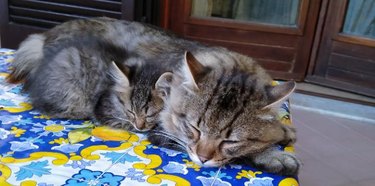 A small kitten curled up alongside a larger, identical cat.