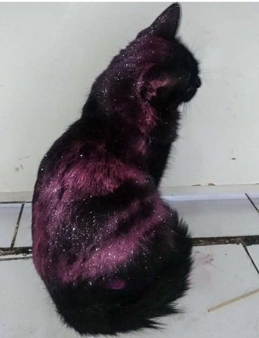 Black cat with stripes of purple glitter across back.