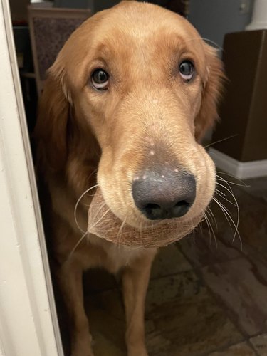 Golden Retriever carries a coconut in their mouth.