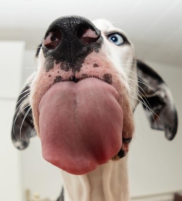 Great Dane sticks out very large tongue