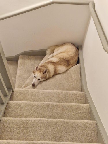 Husky lays on stair landing between floors.