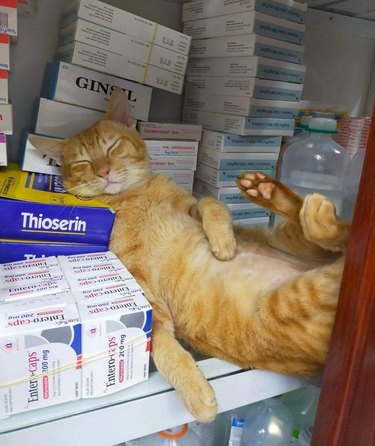 Ginger cat sleeps in cabinet of vet supplies.