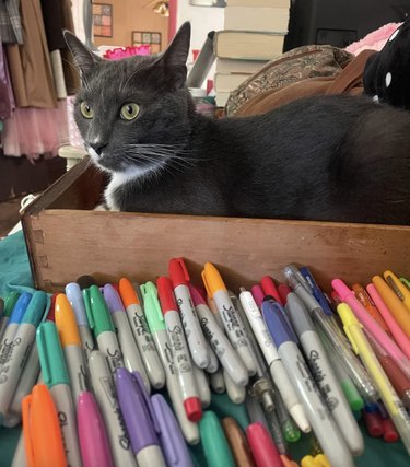 Cat sitting in a drawer that is suppposed to be used for pens.