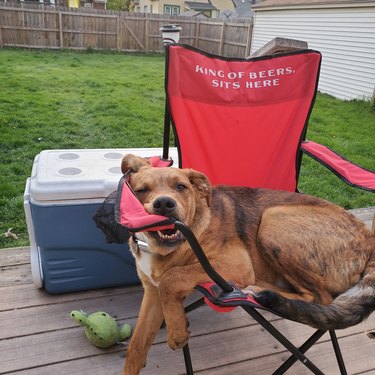Dog slumps in outdoor chair embroidered with "King of Beers Sits Here".