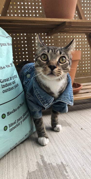 woman puts cat in small denim jacket