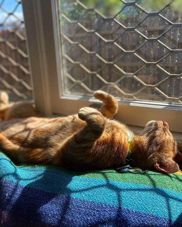 cat sleeping on back under sun.