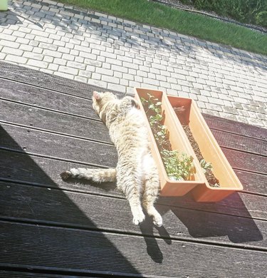 cat sleeping next to planters.