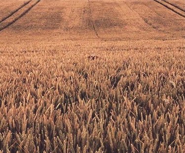 dog hiding in field of grain