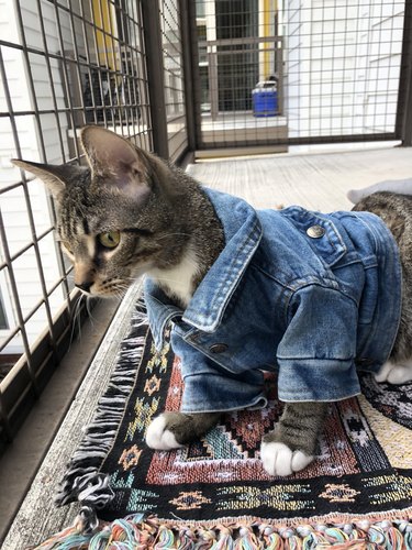 woman puts cat in small denim jacket