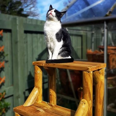 happy cat sitting on a wood stool and basking in the sun.