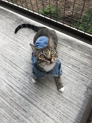 woman puts cat in small denim jacket