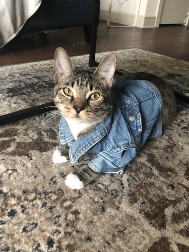 woman puts cat in small denim jacket