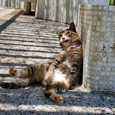 cat very happy from too much sun while sitting on the steps.