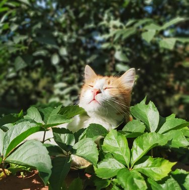 orange and white cat in peaking up from a bush and closing their eyes in the sunlight.
