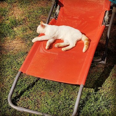 cat sleeping on red lounge chair.