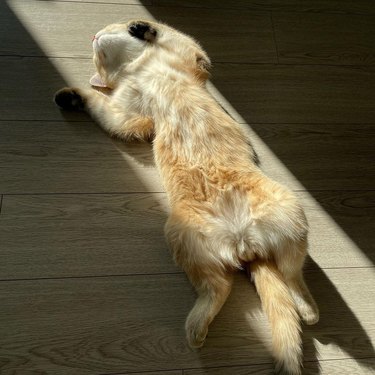 cat sleeping on their back in a sunny spot on a wood floor.