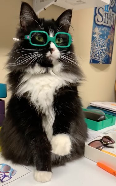 A cat wears glasses to help children.