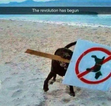dog holds no dogs allowed sign in mouth