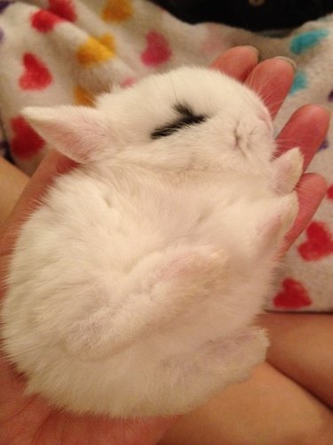 Tiny white rabbit in the palm of a hand