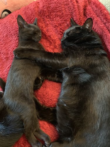 black cats cuddle together