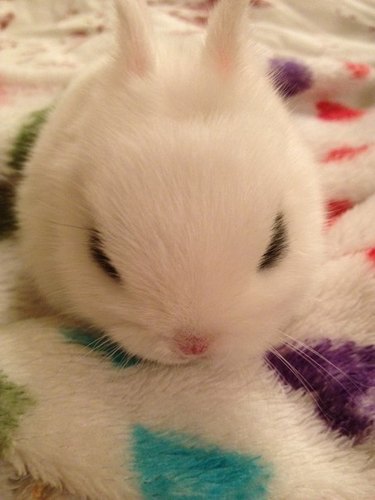 Tiny white rabbit in the palm of a hand