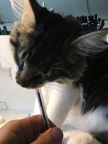 cat chews on pen