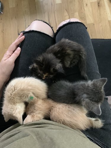 foster kittens on woman's lap