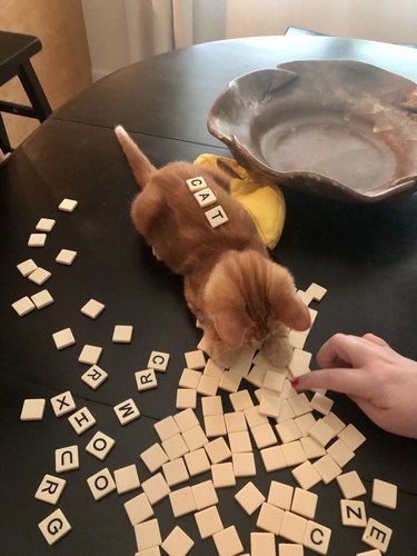 cat plays Bananagrams
