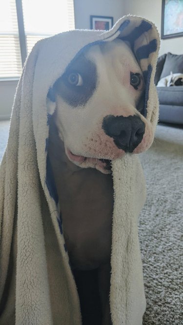 Dog wearing blanket as a hood and holding it in his mouth