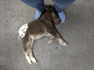 Miniature horse sleeping on person's feet