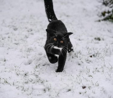 Tuxedo cat prancing through snow