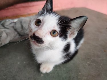 Kitten with white face and black mustache