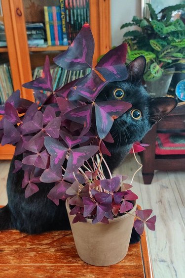 Cat sitting on table behind houseplant