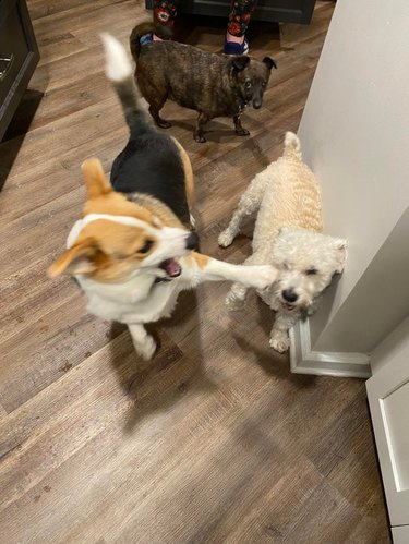 Blurry photo of dog sucker punching other dog in the face