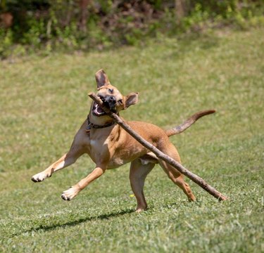 Happy dog running in grass with stick
