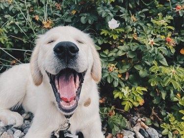Smiling golden retriever puppy