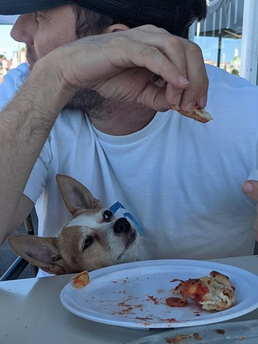 Dog watching man eat pizza