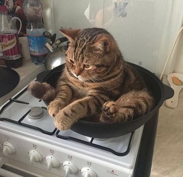 Cat sitting in wok on stovetop
