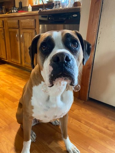 Boxer dog with drool bubbles hanging from both sides of his jowls