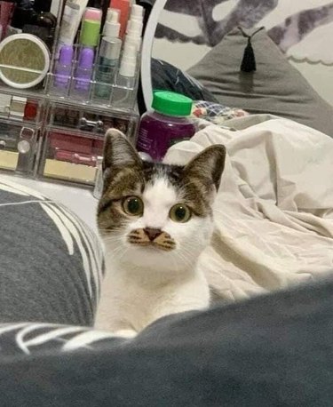 Cat with a mustache looking alert