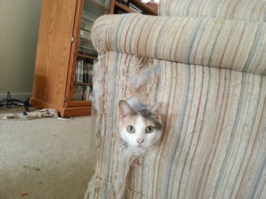cat inside sofa