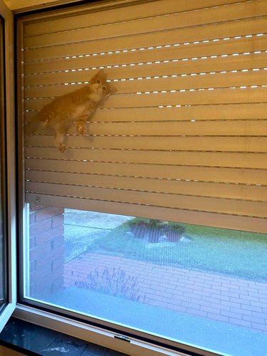 cat climbs across screen window