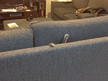 cat stuck between cushions