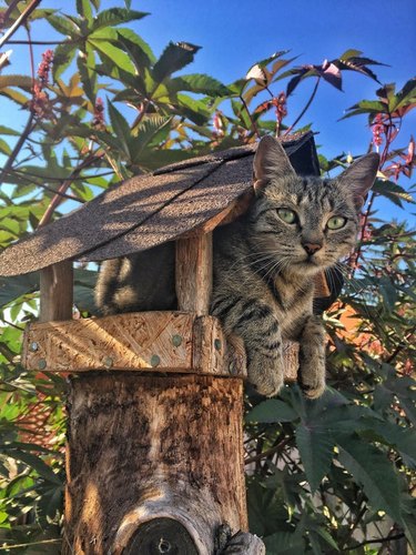 cat climbs into a birdhouse