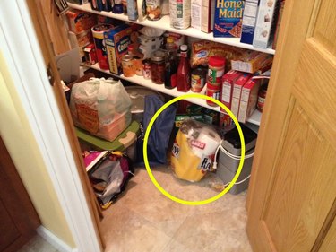 cat hides in bag of paper towels in a kitchen pantry