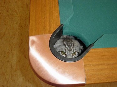 cat hides in corner pocket of pool table