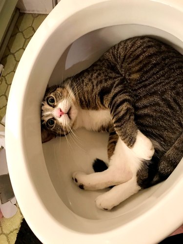 cat curled up in a new toilet bowl and looking wide-eyed
